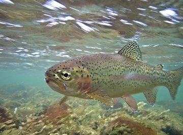 Trout Fish Farming