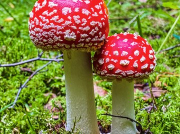 The Disadvantages of Fungi | Sciencing