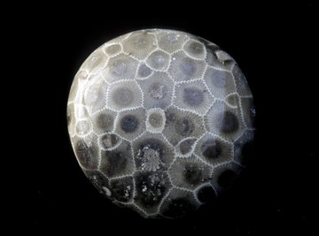 How to Find Petoskey Stones