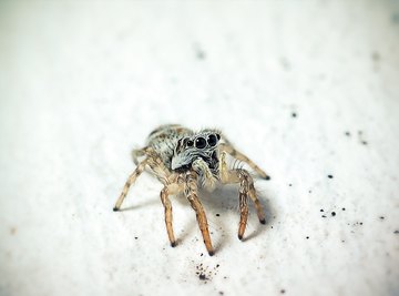 Common Northeast United States Spiders