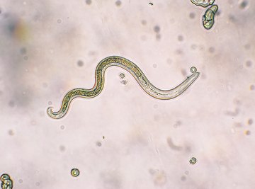 The nematodes are doing their job