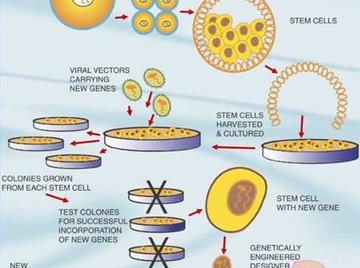 About Gene Transfer