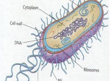 What Is the Life Span of Bacteria?