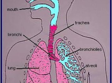 The Process of Breathing