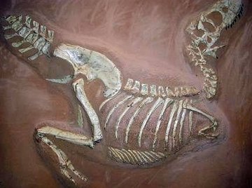 What Is the Principle of Fossil Succession?