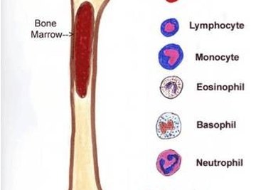 Which Part of the Body Makes Blood?