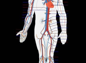 How Does the Blood Circulate?