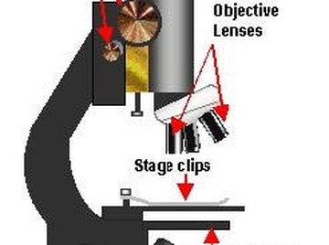 Use A Scientific Microscope