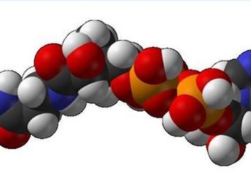 Role of Coenzymes