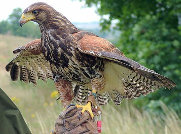 Facts on the Desert Buzzard