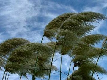 How Is Wind Speed Related to Pressure Gradient?