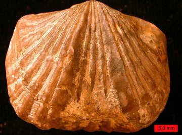 Kinds of Fossil Rocks