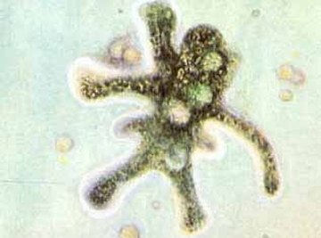 Amoeba Cell Description