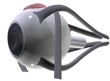 Model of the eye