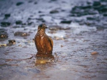 Oil spills in the sea cause extensive environmental damage.