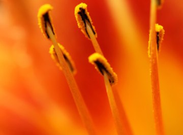 The anthers develop and distribute pollen.