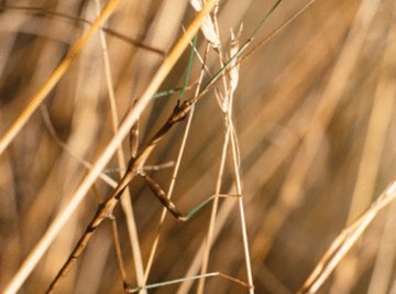 Walking sticks hide easily among grass and plants.