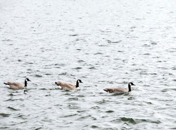Soil erosion can affect the aquatic life that feeds geese.