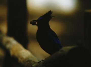 Birds move seeds to locations plants can't reach without help.