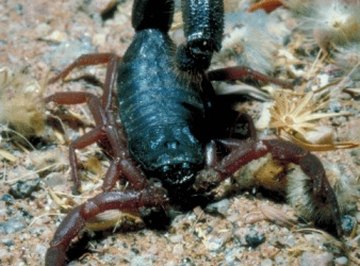 Scorpions lay their eggs in cracks in rocks.
