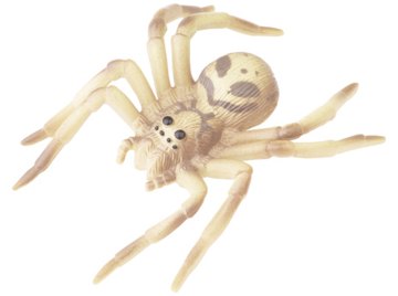 White spiders are common in Florida.