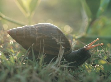 Garden snails have shells for protection, unlike your garden-variety earthworm.