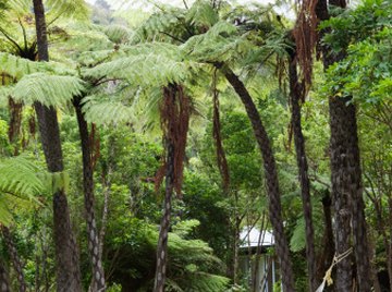 These palm trees could be infested with giant American cockroaches.