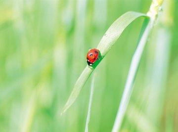 Gardens have an ample supply of ladybug food.