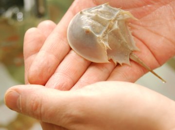 A horseshoe crab has blue blood.