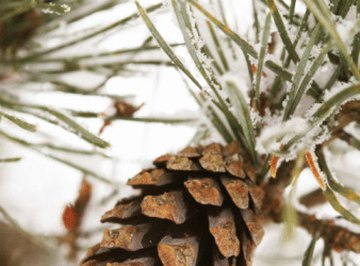 Cones are a cluster of woody scales tightly packed to protect the seeds inside.