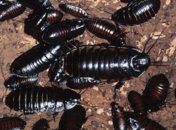 Cockroaches are tough, adaptable insects, able to survive without food for a month.