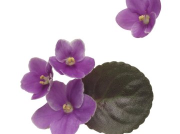 The African violet is capable of reproducing through leaf cuttings.