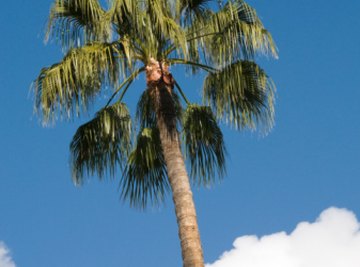 Palm trees have rough trunks.