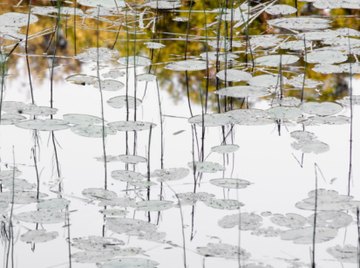 Aquatic plant life helps provide food and oxygen to other aquatic life.