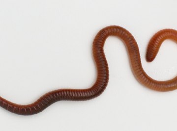 Earthworms detect light through cells in their skin.