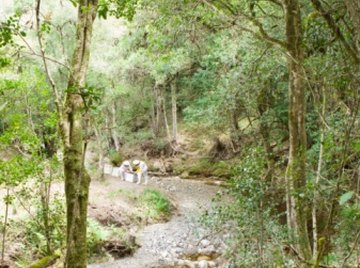 Water pollution can destroy trees and shrubs.