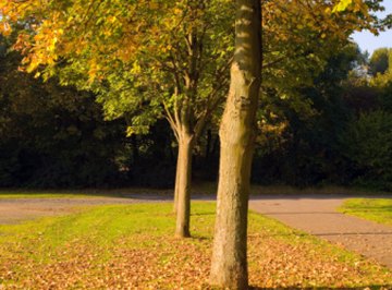 Various plant pigments absorb different light wavelengths.