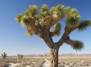 Endemic to the California desert, the Joshua tree is one of its most characteristic plants.