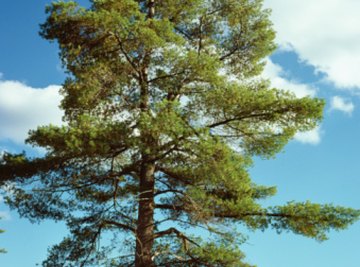 Many pine tree species do not grow well without mycorrhizae fungus.