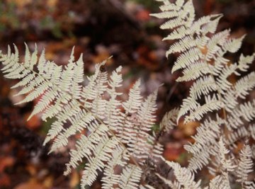 Ferns and conifers are members of different phyla.