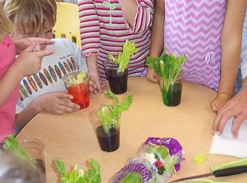 Do a Celery Science Experiment