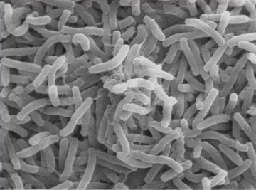 How Do Bacteria Respire?
