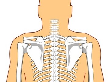 Mapping the body: ribs, Human biology