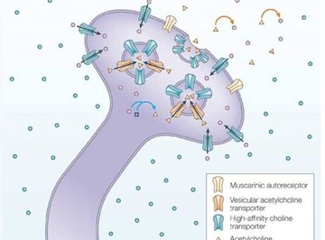 What Does Choline Do for the Body?