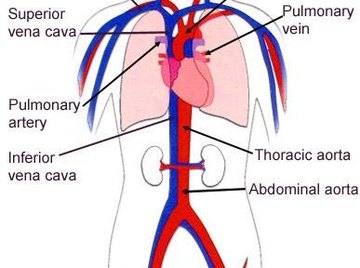 diagram of the circulatory system for 5th grade