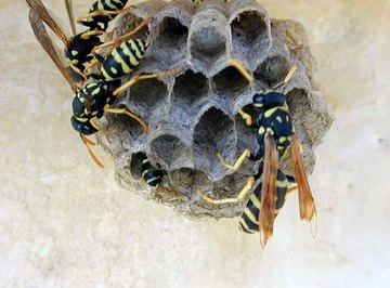 Some nasty wasps planning to sting someone