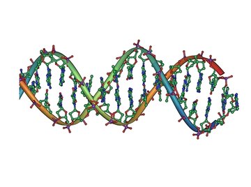 Nucleic Acid Facts