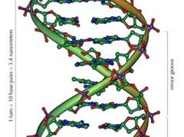 Double Helix of DNA. Photo courtesy of Wikipedia.