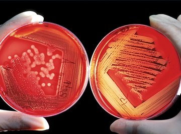 Bacteria Life Cycle