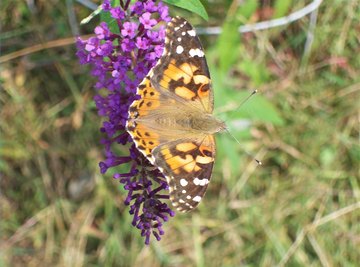 Life Cycle of a Painted Lady Butterfly